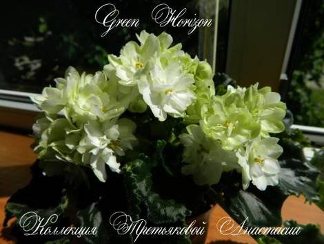 GreenHorizon1