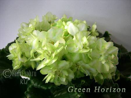 GreenHorizon4