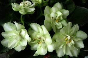 GreenHorizon9