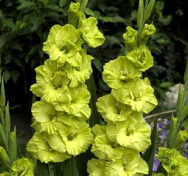 GreenStar