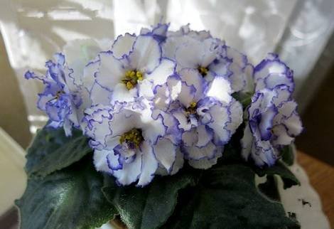 Гренландия1