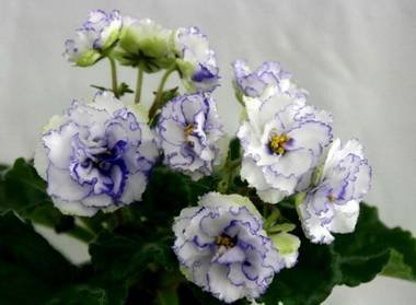 Гренландия2