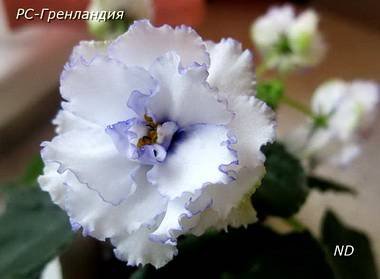 Гренландия3