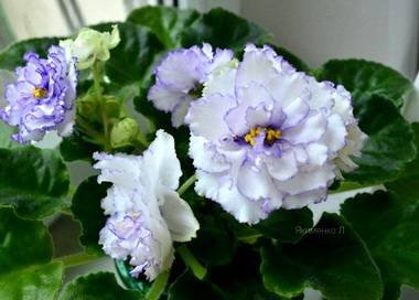 Гренландия4