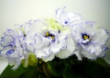 Гренландия5