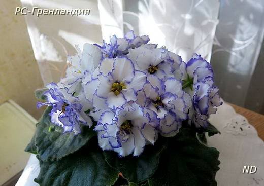 Гренландия6