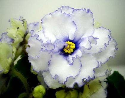 Гренландия7