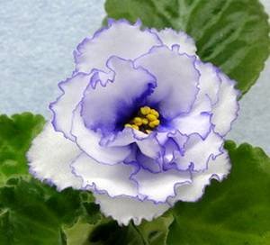 Гренландия9