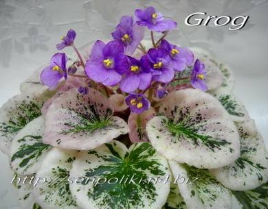 Grog4