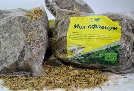 GruntМохСфагнум1