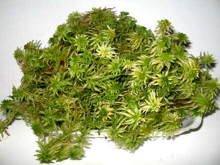 GruntМохСфагнум2