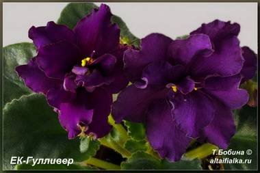 Гулливер3