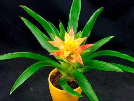 Guzmania1