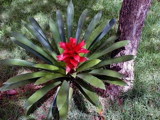 Guzmania11