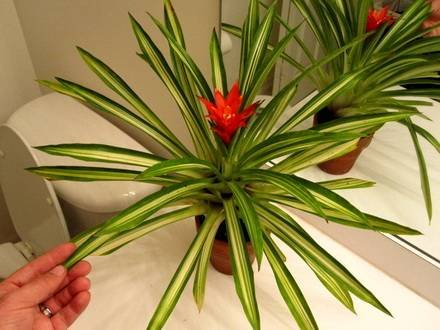 Guzmania2
