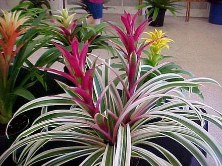 Guzmania3