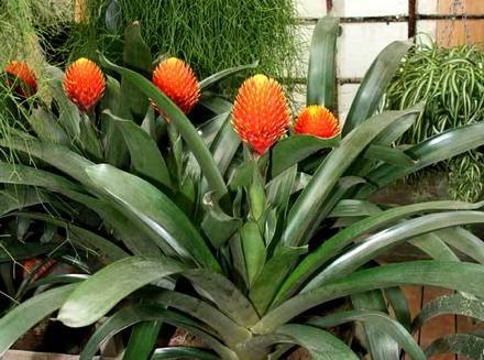Guzmania4