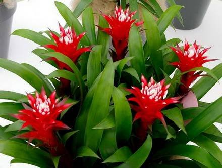 Guzmania5
