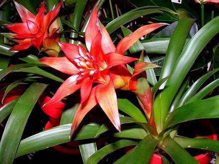 Guzmania7