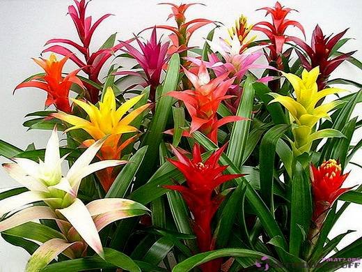 Guzmania9
