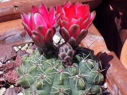 Gymnocalycium1