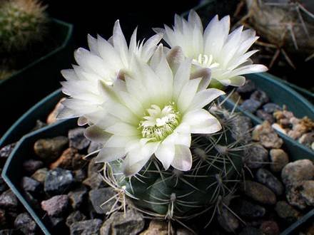 Gymnocalycium2