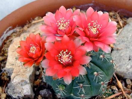 GymnocalyciumBaldianum