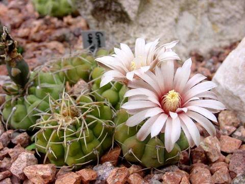 GymnocalyciumCapillense