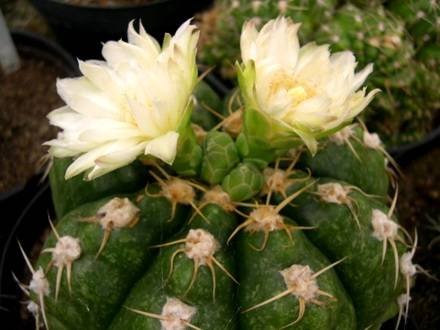 GymnocalyciumDenudatum1