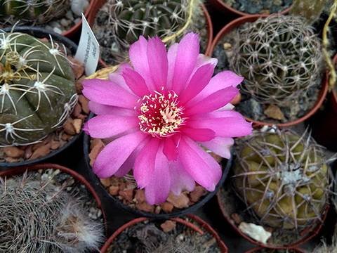 GymnocalyciumDenudatum2