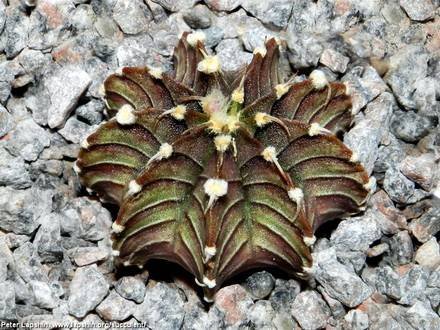 GymnocalyciumFriedrichii