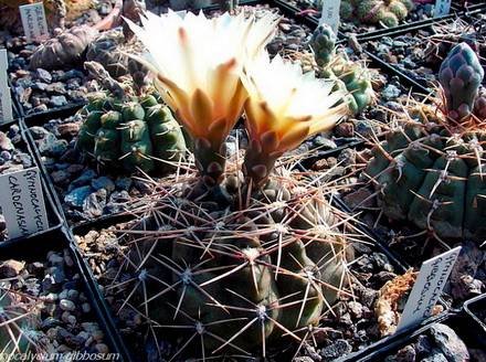 GymnocalyciumGibbosum1