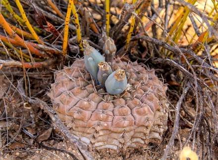 GymnocalyciumGlaucumGlaucum
