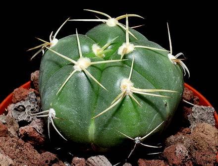 GymnocalyciumHorstii