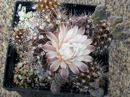 GymnocalyciumMihanovichii