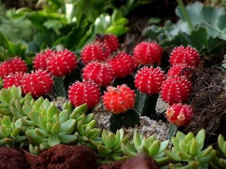 GymnocalyciumMihanovichiiFriedrichiae2