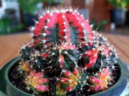 GymnocalyciumMihanovichiiVariegata1