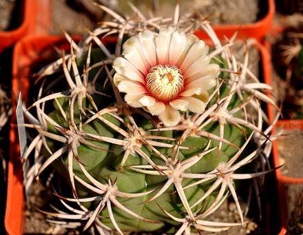 GymnocalyciumMostiiFerocior