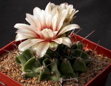 GymnocalyciumMultiflorum