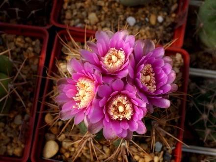 GymnocalyciumNeuhuberi