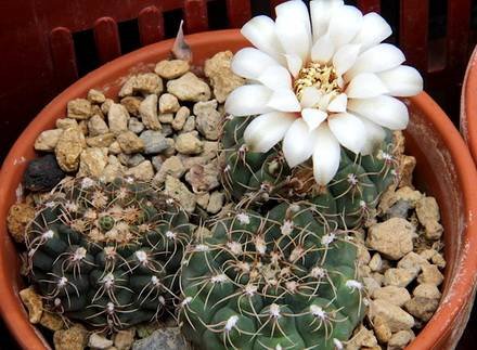 GymnocalyciumQuehlianum