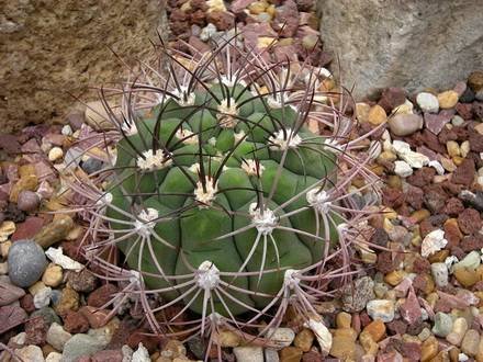 GymnocalyciumSaglionis