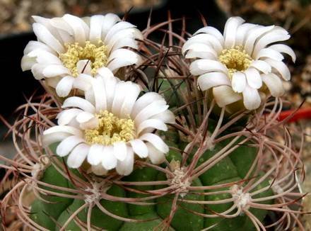 GymnocalyciumSaglionis2