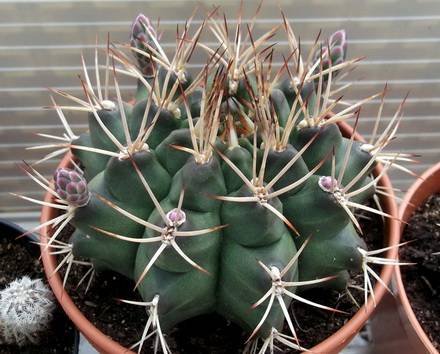 GymnocalyciumSchickendantzii