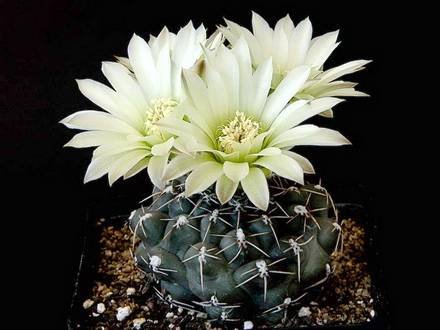 GymnocalyciumSchroederianum