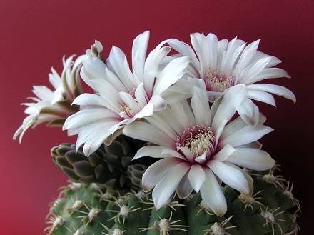 GymnocalyciumStellatum