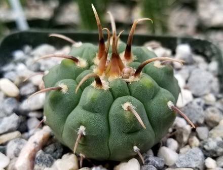 GymnocalyciumVatteri