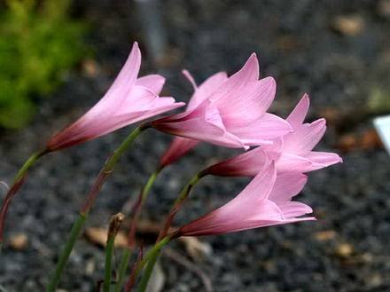 Habranthus1