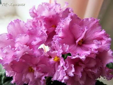 Ханами8