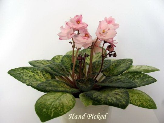 HandPicked5